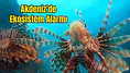 Akdeniz Açık Büfeye Dönüştü