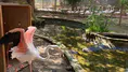 Antalya'da Flamingo Operasyonu: DKMP Ekipleri 4 Flamingoyu Kurtardı!