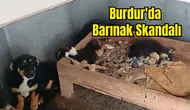 Bucak Belediyesi Barınağında Yavru Köpekler Öldü!