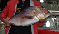 Akdeniz Kıyılarının "Altın" Balığı: Kilosu 1.422 Lira!