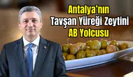 Tavşan Yüreği Zeytini Avrupa Birliği Tescili Alacak