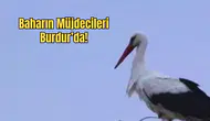 Yarıköy’ün Bahar Misafirleri Geldi: Leylekler Yuvalarına Döndü