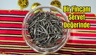 Beyaz Çay YÖREX'te: Kilogram Fiyatı Dudak Uçuklatıyor