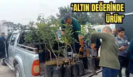 Alanya'da Üreticiye Destek! 5 Bin Keçiboynuzu Fidanı Dağıtıldı