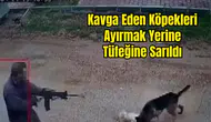 Kepez Duacı'da Sokak Köpeğini Pompalı Tüfekle Öldürdü