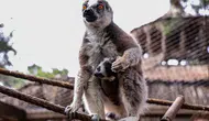 Antalya Doğal Yaşam Parkı’na Lemur ‘Zabu Mafu’ Geldi