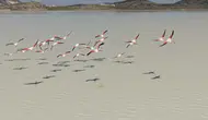 Burdur’un Kuruyan Yarışlı Gölü Canlandı: Flamingolar Geri Döndü