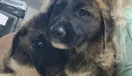 Alanya'da Sağanakta Mahsur Kalan Yavru Köpekler Kurtarıldı