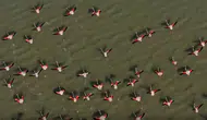 Burdur Yarışlı Gölü'nde Flamingo Şöleni
