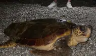 Konyaaltı’nda Gece Sürprizi: Dev Caretta Caretta Tatilcileri Şaşırttı
