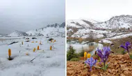 Eğrigöl Yaylası'nda Karlar Eridi, Bahar Çiçekleri Açtı!