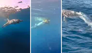 Antalya'da Mako Köpekbalığı Görüntüleri: Büyükçaltıcak'ta Caretta Carettaya Saldırdı