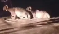 Hatay’da Sağanak Kurban Pazarını Vurdu, Hayvanlar Son Anda Kurtarıldı
