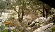 Antalya'nın Sarp Kayalıklarında Yaban Keçisi Ailesi Görüntülendi