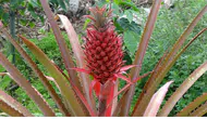 Ananas Alanya'yı Sevdi! Seralardan Yükselen Yeni Kazanç Kapısı
