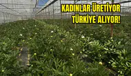 Elmalı’da Altın Değerinde Hasat! Şakayık Çiçeği 150 TL’ye Satılıyor