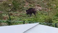 Burdur Ağlasun'da Yaban Domuzları Kente İnerek Yiyecek Aradı