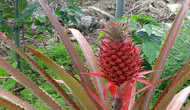 Alanya’da Tropikal Devrim: Avokado ve Mangodan Sonra Ananas da 'Yerli' Oluyor!