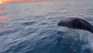 Konyaaltı Sahili’nde Yunuslar Balıkçıları Yalnız Bırakmadı