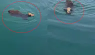 İskenderun'da Gemiden Kaçan Angus Denizde Yüzdü! O Anlar Kamerada