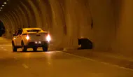 Karabük'te Otomobilin Çarptığı Ayı Tünelden Dere Yatağına Uçtu!