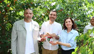 Manavgat’ta Kiraz Şenliği Coşkusu! CHP Heyeti Dalından Hasat Yaptı!