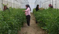 Adana’da Çorak Topraklar Sera ve Lavantayla Yeşerdi