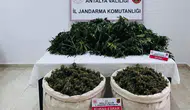 Serik'te Uyuşturucu Bahçesi Bulundu: 11 Kilo Esrar, 200 Kök Kenevir İmha Edilecek