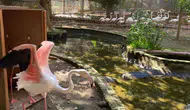 Antalya'da Flamingo Operasyonu: DKMP Ekipleri 4 Flamingoyu Kurtardı!