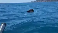 Alanya Kalesi Açıklarında Şaşırtan Manzara: Denizde Ölü Keçi Bulundu