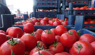 Hatay'da Domates Fiyatları Düştü: Kilogramı 15 TL'ye Kadar Geriledi