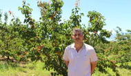 Isparta'da Kayısı Hasadı Başladı: Üreticinin Yüzü Gülüyor