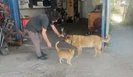 "Uyutalım" Dediler Reddetti: Kör Köpeği ve Tek Gözlü Kedisi Can Dostu