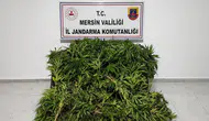 Jandarma Ormanda Kenevir Tarlası Buldu: Binlerce Kök Ele Geçirildi