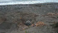 Mersin Sahillerinde Deniz Kaplumbağası Hareketliliği