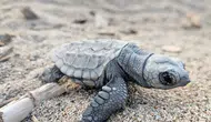 Belek'te Caretta Heyecanı: 5 Bin Yavru Mavi Sulara Ulaştı!