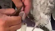 Alanya'da Denizde Mahsur Kalan Martı Balıkçılar Tarafından Kurtarıldı