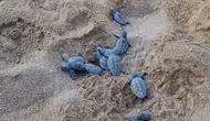 Manavgat Sahillerinde Caretta Caretta Yavrularının Deniz Yolculuğu