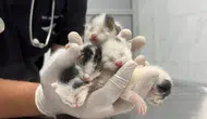 Tarsus’ta Çöp Konteynerine Atılan 5 Yavru Kedi Kurtarıldı