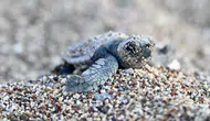 Çıralı ve Ulupınar'da Caretta Carettalar İçin Dev İş Birliği