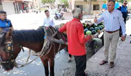 Karpuz Arabasını Çekerken Bayılmıştı! Kurtarılan Atın Yeni Yuvası Antalya Oldu