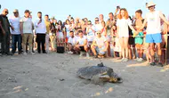 Antalya'da Engelli Caretta Caretta DOA İçin Seferberlik