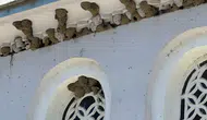 Bursa'da Kırlangıç İstilası: Şehir Kuş Yuvalarıyla Doldu