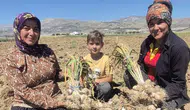 Elmalı Gilevgi Sarımsağında Tescil Öncesi İlk Hasat Heyecanı