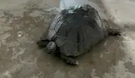 Yangından Kurtarılan Yaralı Kaplumbağa İçin Zamanla Yarış!