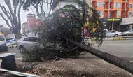 Isparta'da Fırtına Dehşeti: Dev Ağaç Otomobile Düştü