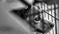 Köpeğe Vahşet Kameralarda, Tecavüzcü Sokakta! Change.org'da Adalet Çığlığı!