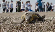Uydu Takip Cihazı Takılan Caretta Carettalar Denize Bırakıldı