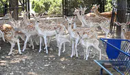 Tarsus Doğa Parkı'nda Yavru Sevinci! Aslandan Zebraya Birçok Türde Doğum Gerçekleşti