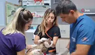 Alevlerin Arasından Kurtarılan Kediden Sevindiren Haber!